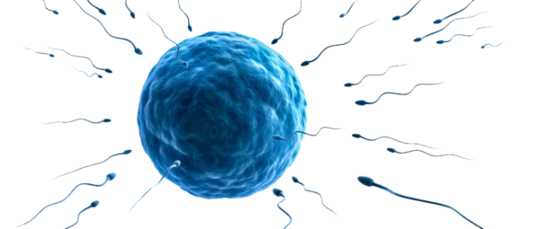 Чому під час розвитку in vitro іноді відбувається зупинка ембріона?