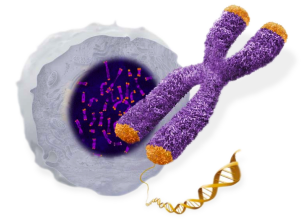 Чому під час розвитку in vitro іноді відбувається зупинка ембріона?