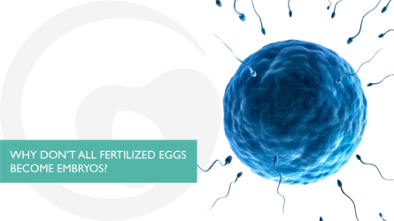 Why Don’t All Fertilized Eggs Become Embryos?