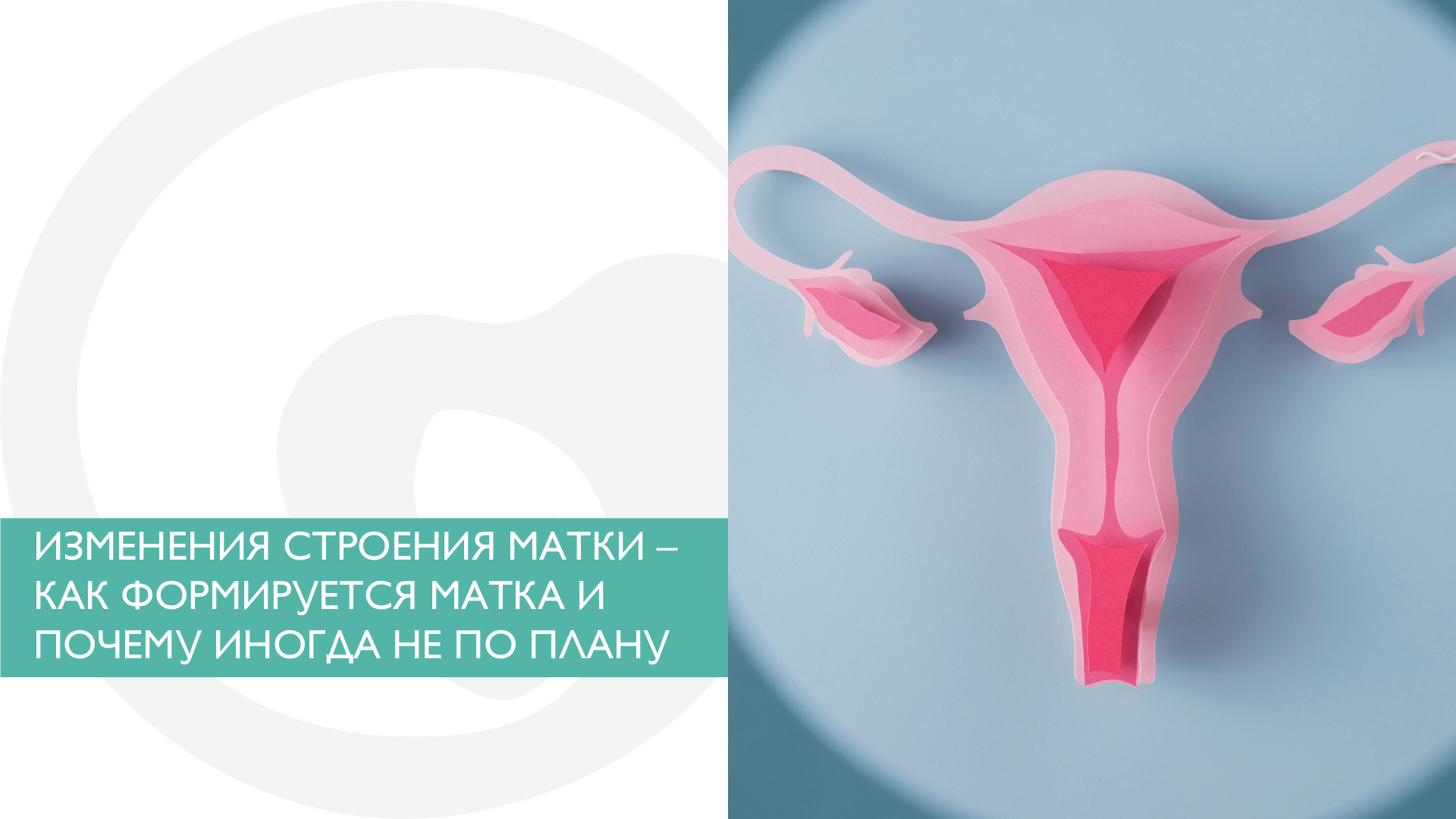 ИЗМЕНЕНИЯ СТРОЕНИЯ МАТКИ – КАК ФОРМИРУЕТСЯ МАТКА И ПОЧЕМУ ИНОГДА НЕ ПО ПЛАНУ